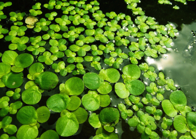青青水中蒲,长在水中居|浮萍草|韩愈_新浪新闻