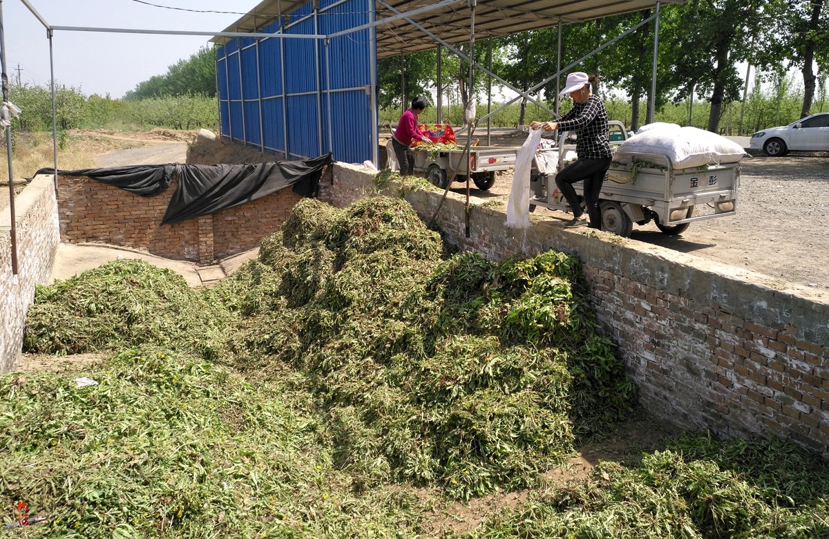 霜冻致果树绝收果农无奈挖草卖钱,收购点爆满