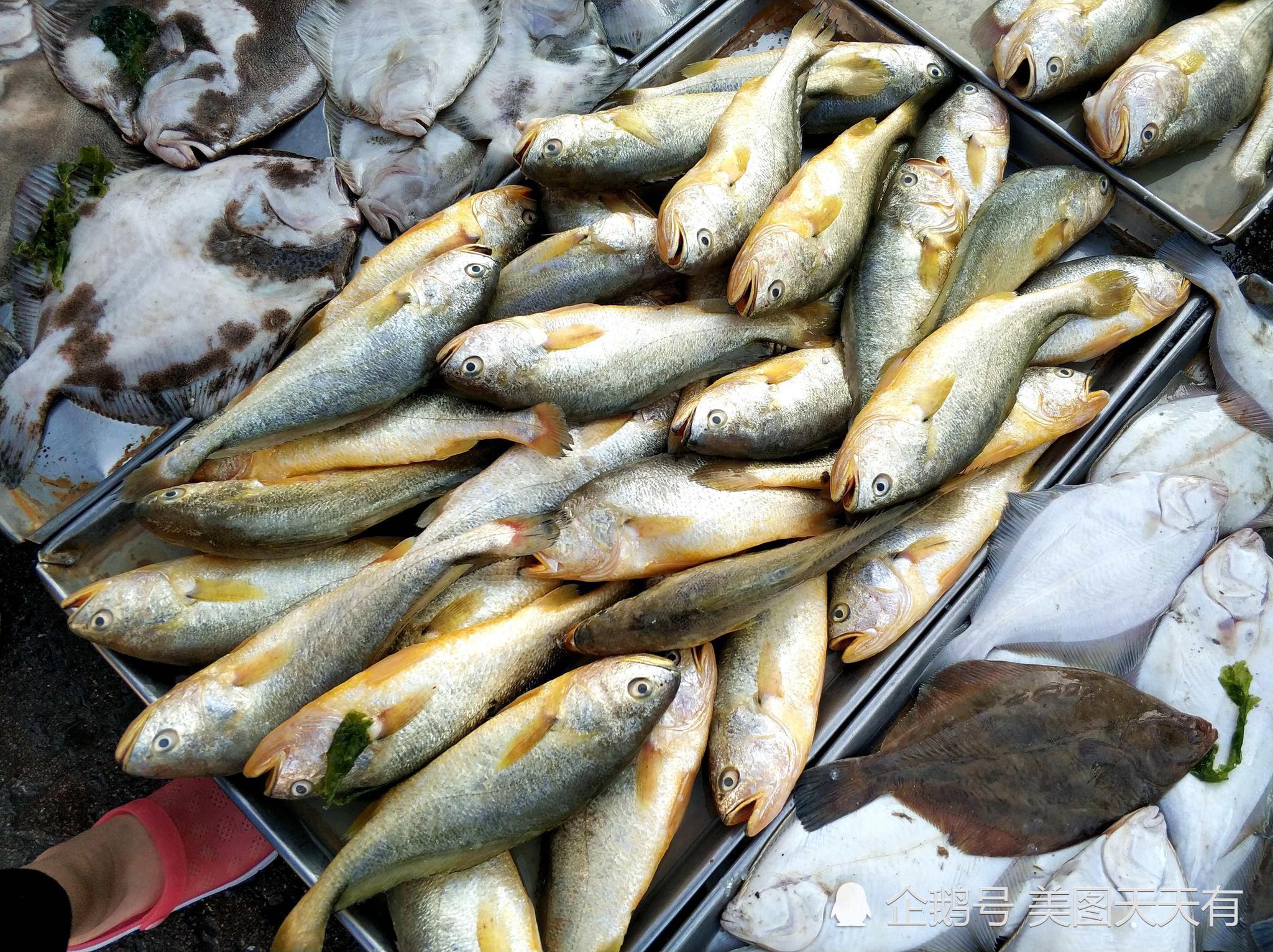 中秋节 青岛早市海货稳中有涨 皮皮虾30一斤 扇贝10元4斤