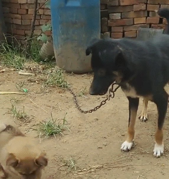 一包玉米被小狗啃着,大狗要偷袭,火爆的小狗把大狗吓退了!