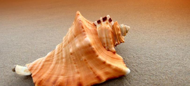 海螺的"尾部"到底是什么?很多人不知道,一定要谨慎使用