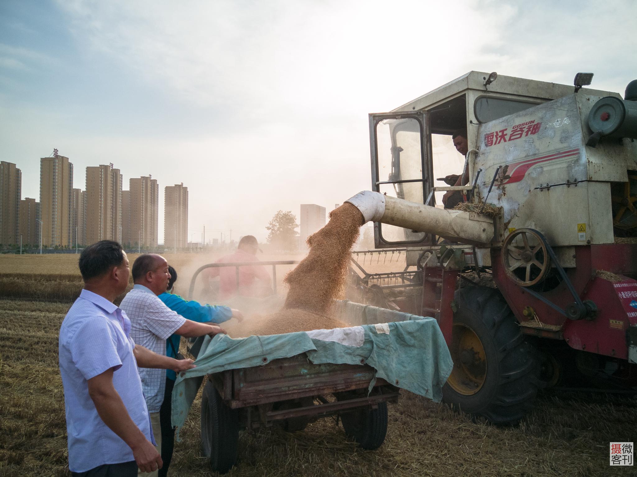 农民麦田内批发麦子 收粮小贩一斤挣4分钱