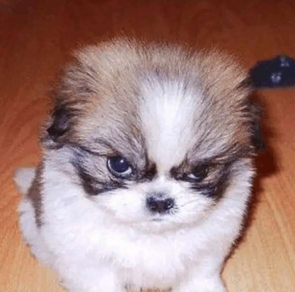 狗狗生气时的样子图片