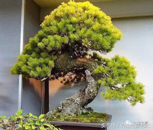 品读千年,松树盆景,始终是心中的至爱!