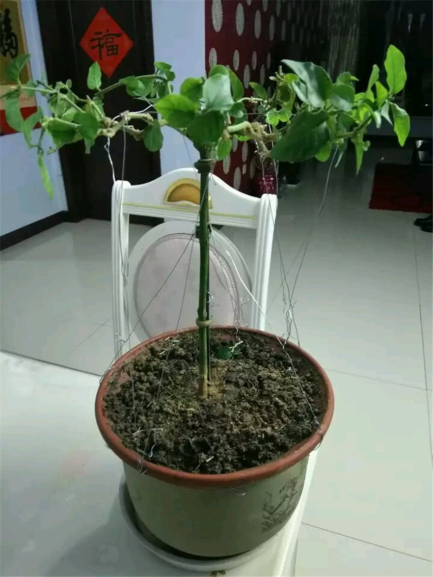 夏天养茉莉,修剪有诀窍,这样给它来几刀,蹭蹭爆盆,花开多又香
