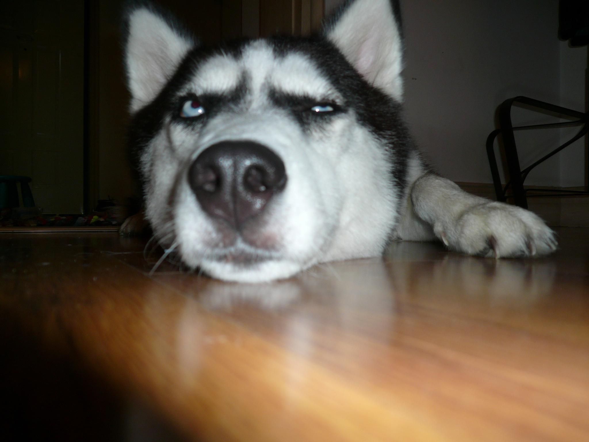 二哈到底有多怂,连橘猫都能欺负它,用的手段让二哈感到憋屈!