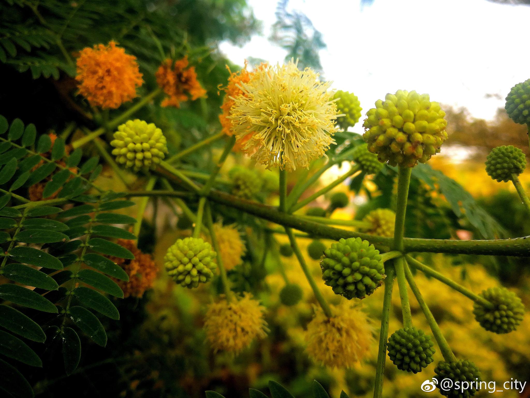 像高尔夫球绒毛绣球银合欢豆科合欢属灌木或小乔木