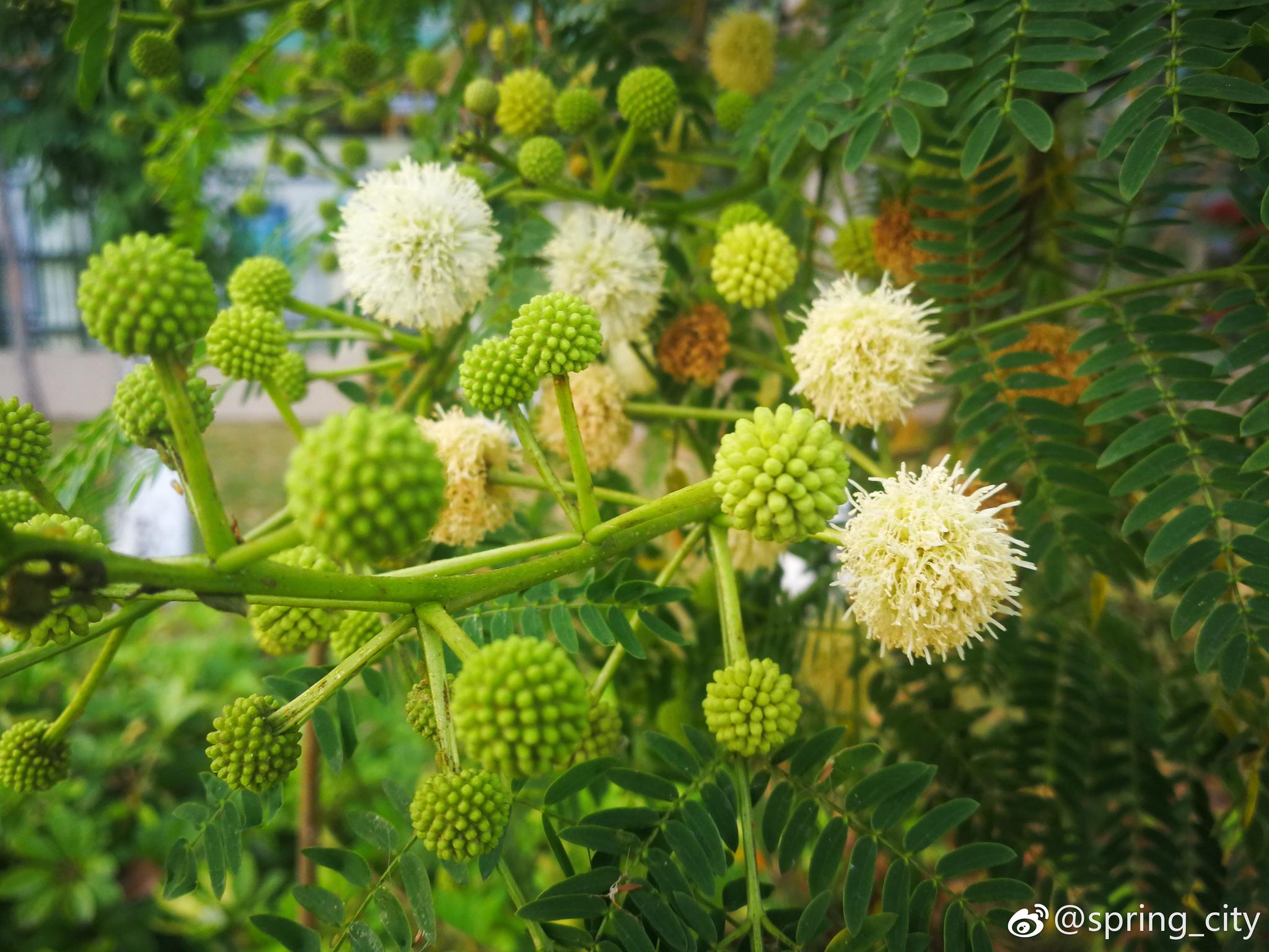 像高尔夫球绒毛绣球银合欢豆科合欢属灌木或小乔木