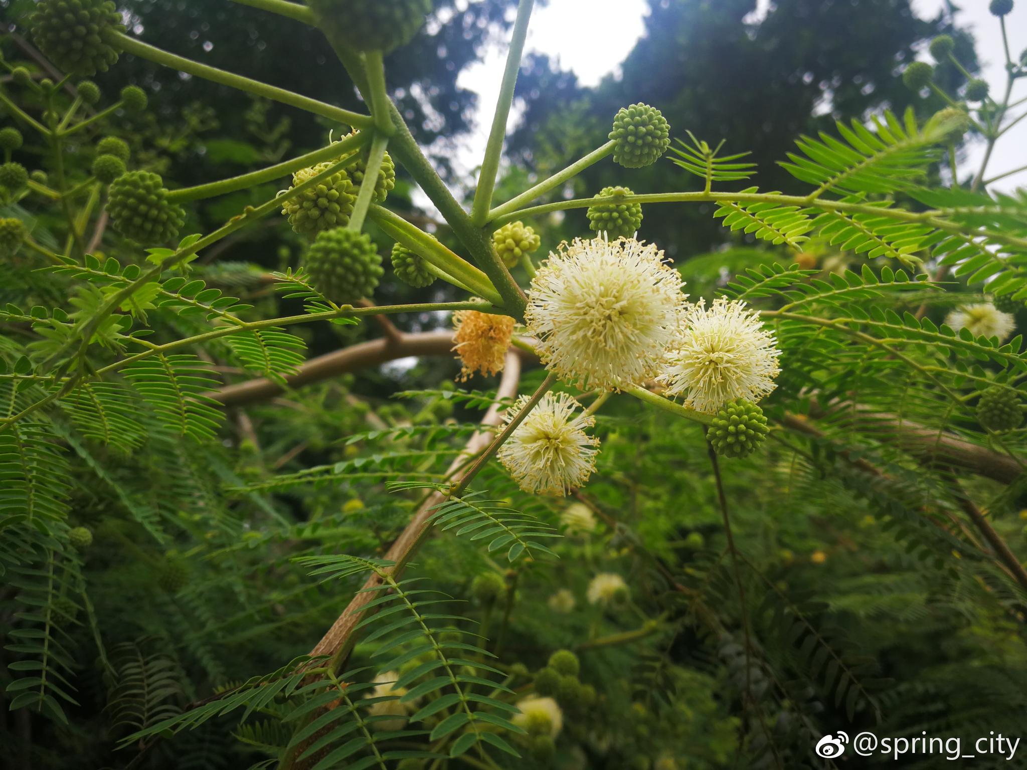 像高尔夫球绒毛绣球银合欢豆科合欢属灌木或小乔木