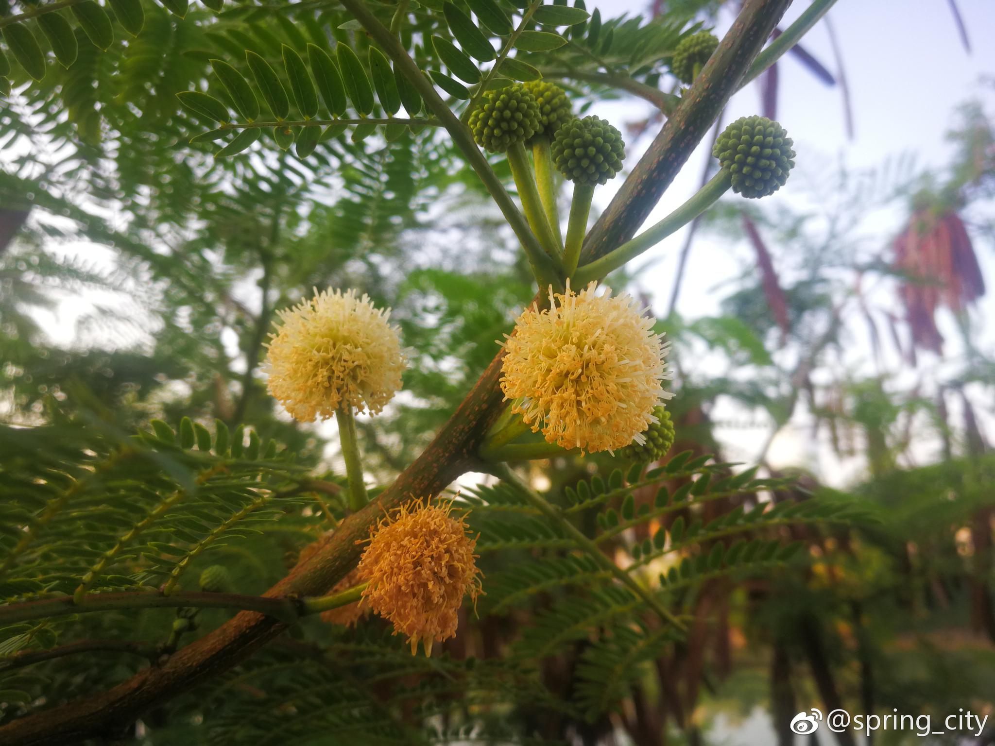 像高尔夫球绒毛绣球银合欢豆科合欢属灌木或小乔木