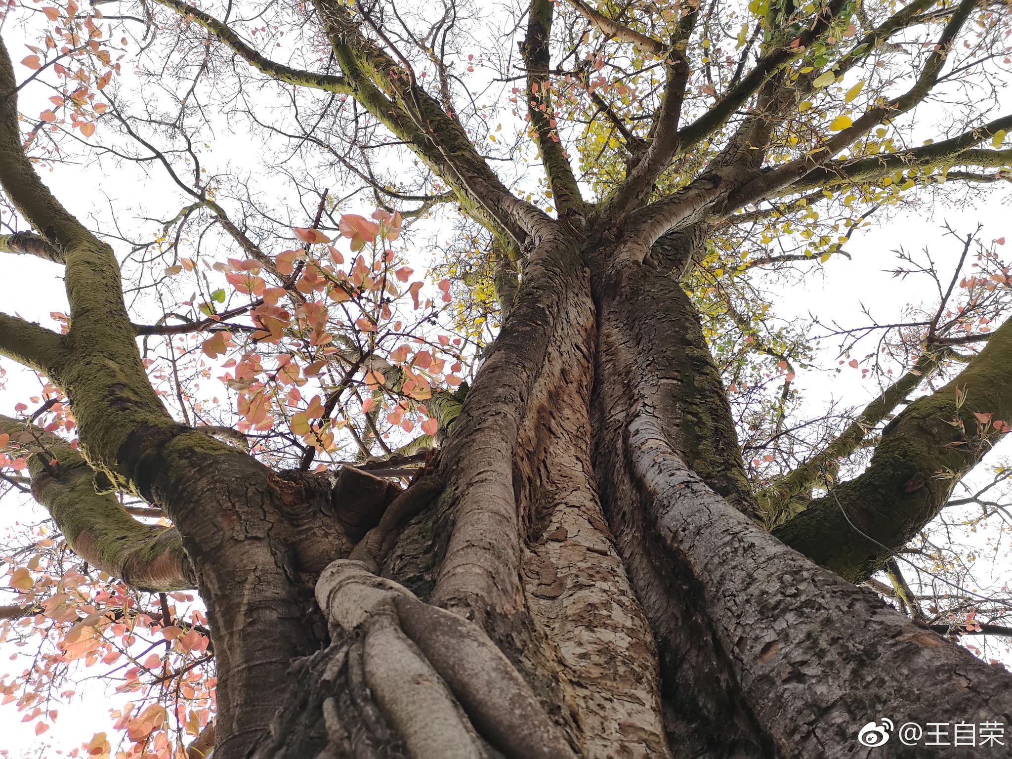 老临沧永远的记忆,电影院前的大青树(菩提树).