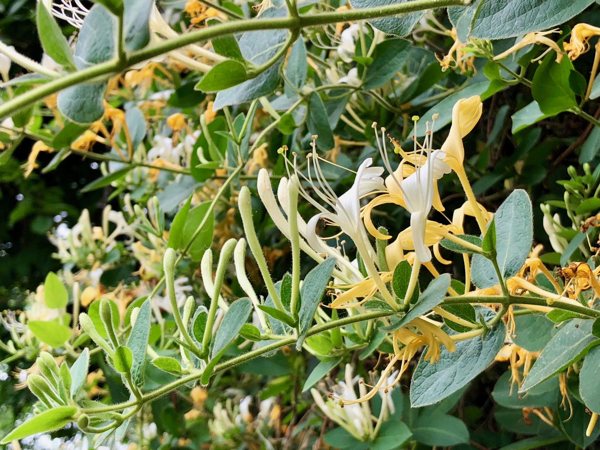 极危物种频现中国 濒危植物保护现状