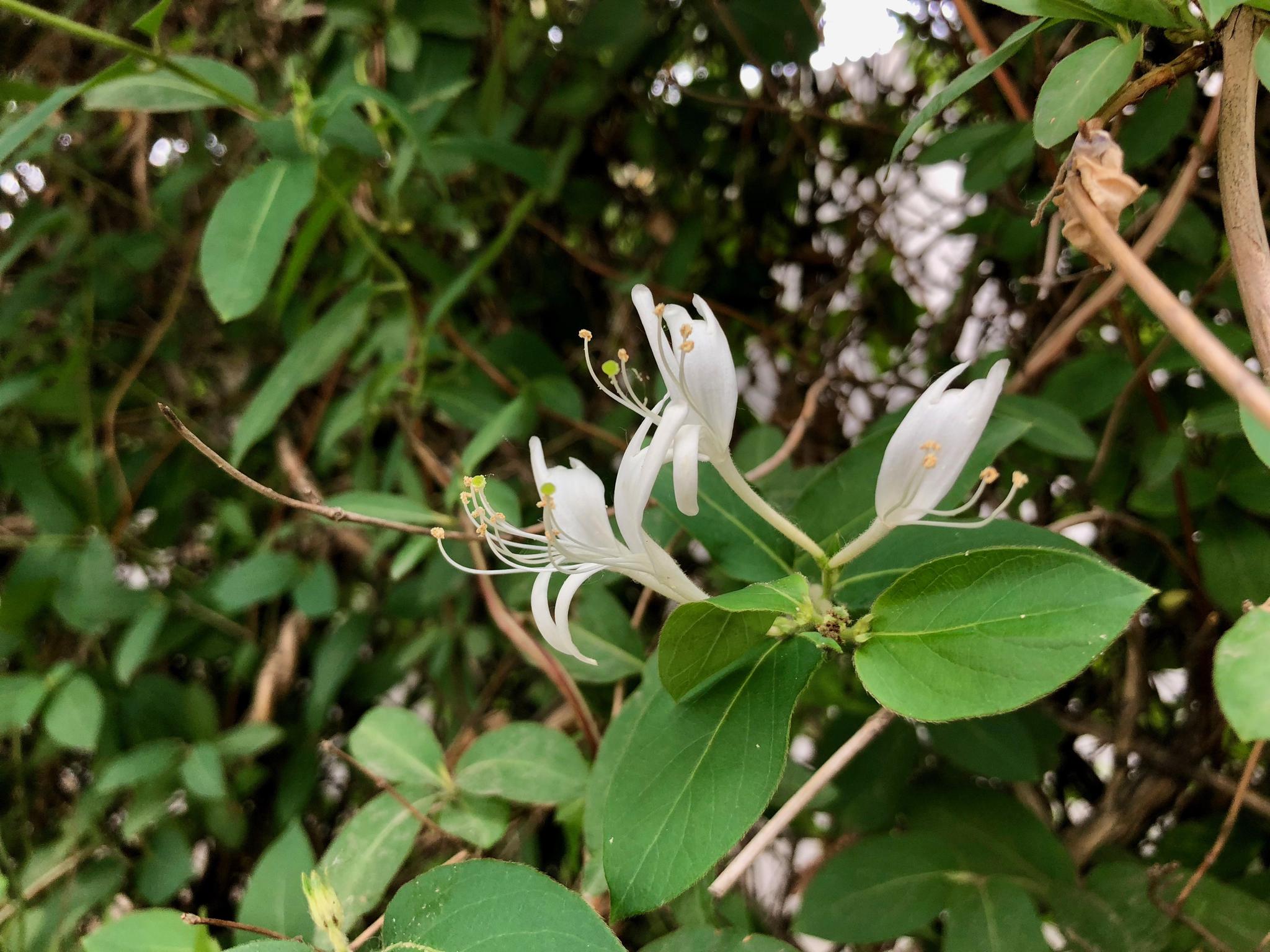 发现特有极危物种川东灯台报春：多次发现极危物种，意...