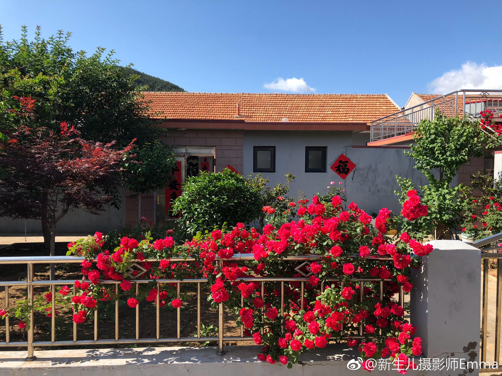 花开满园,崂山小院!