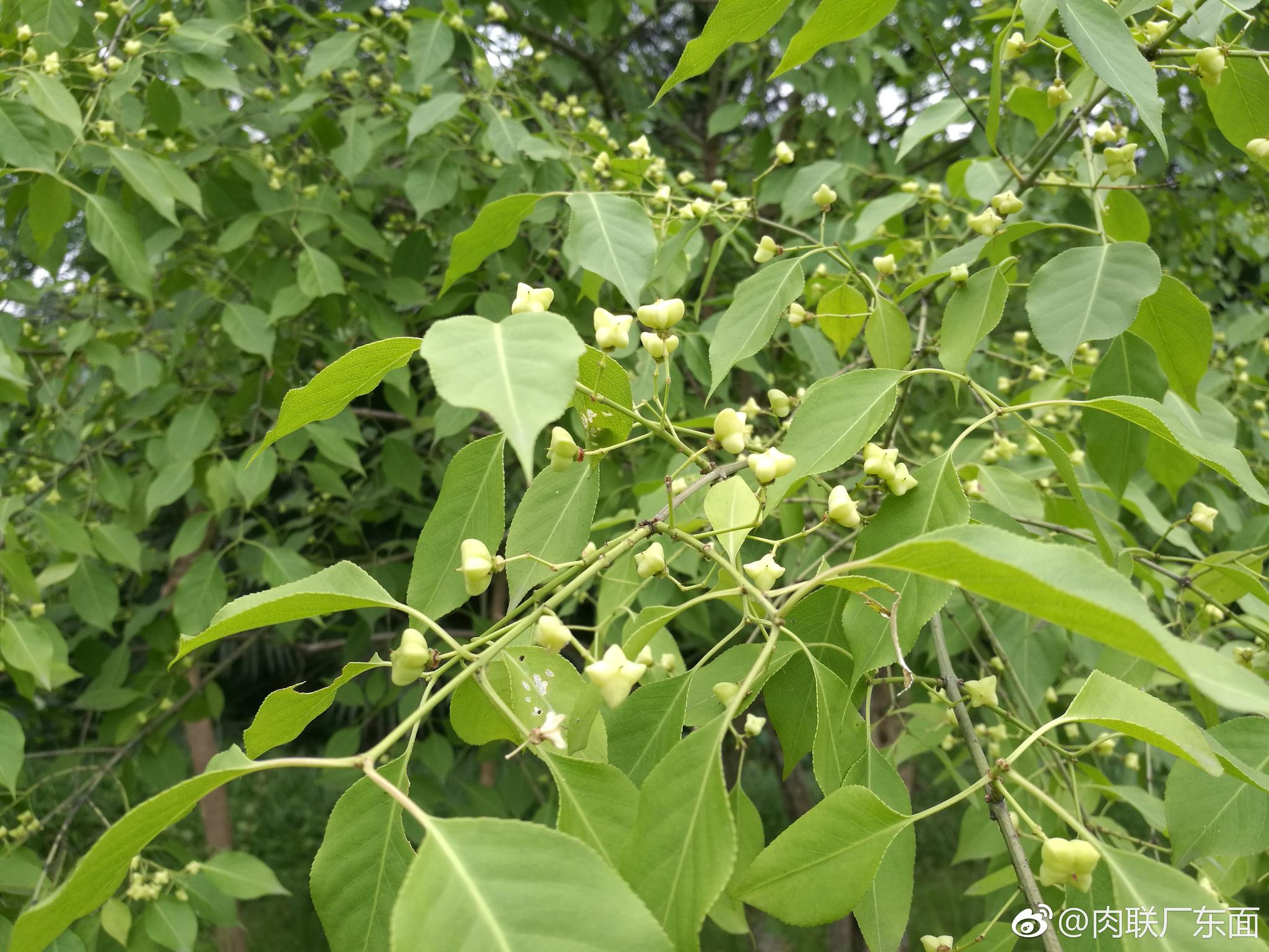白杜也叫丝棉木华北卫矛明开夜合不过光看这些名字
