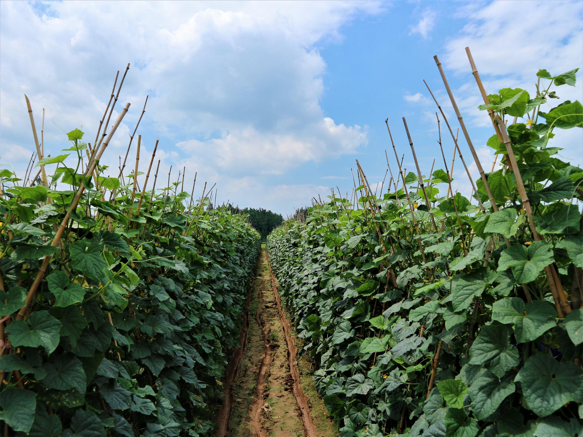 农村人种植一种蔬菜,亩收入2万元,他透露一个秘诀!