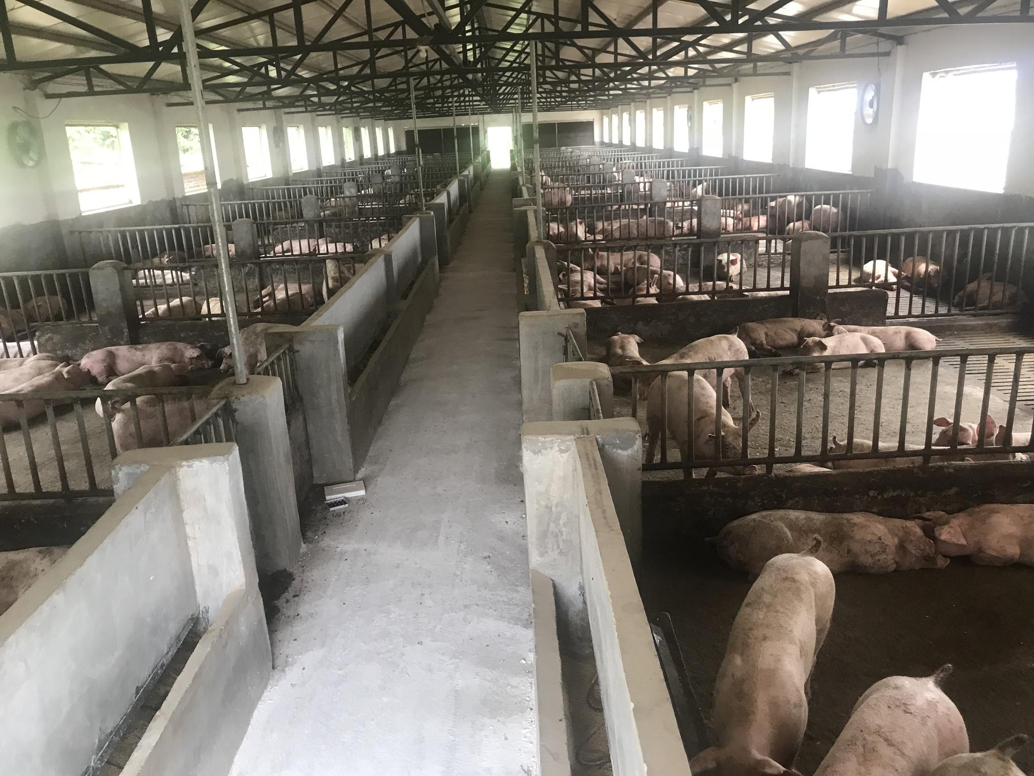 农村养猪两类人将遭处罚,一类养殖场所将拆除,一类人最高罚三万