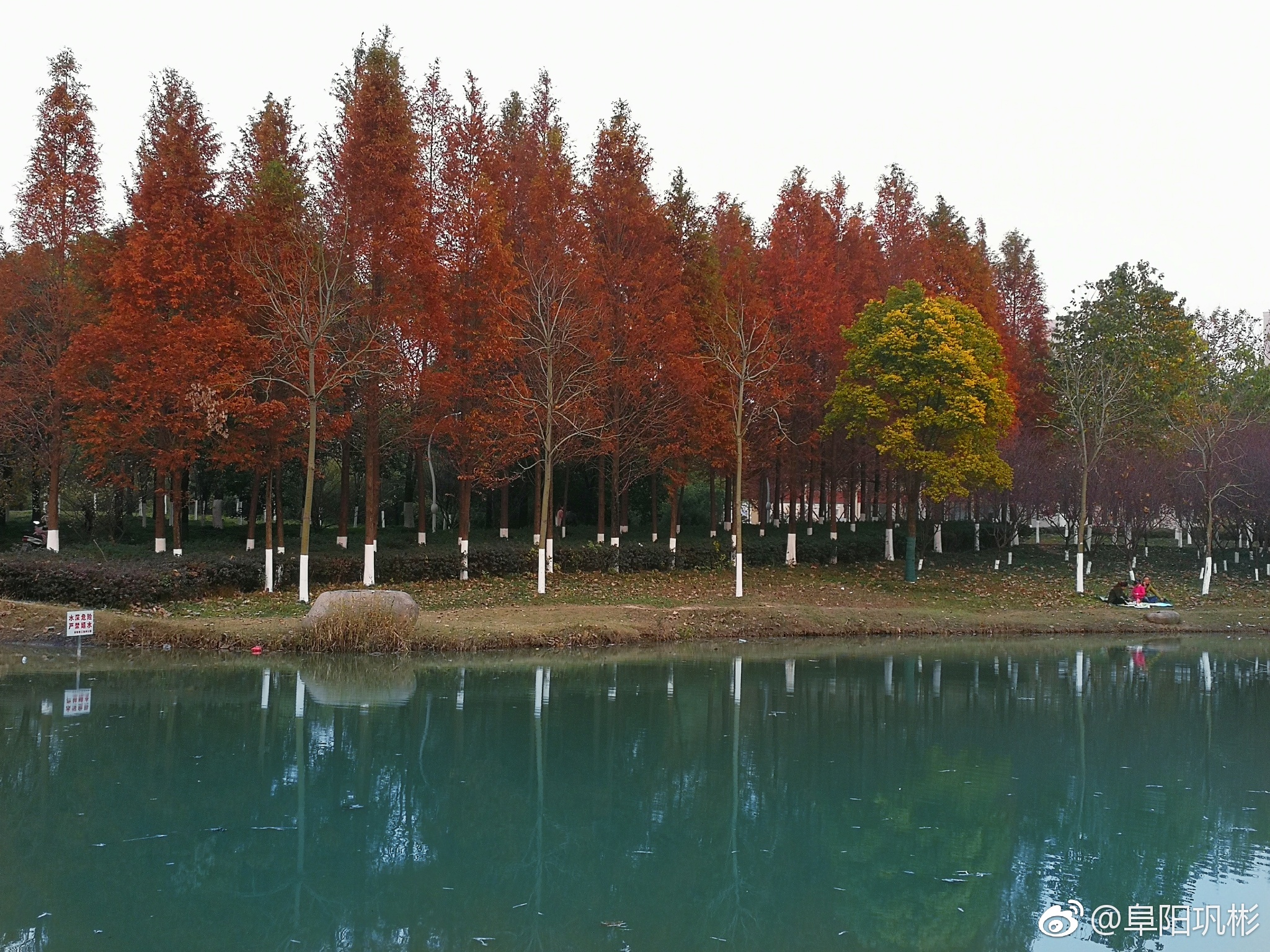 层林尽染,秋到阜阳三角洲公园.by王十庆 拍摄