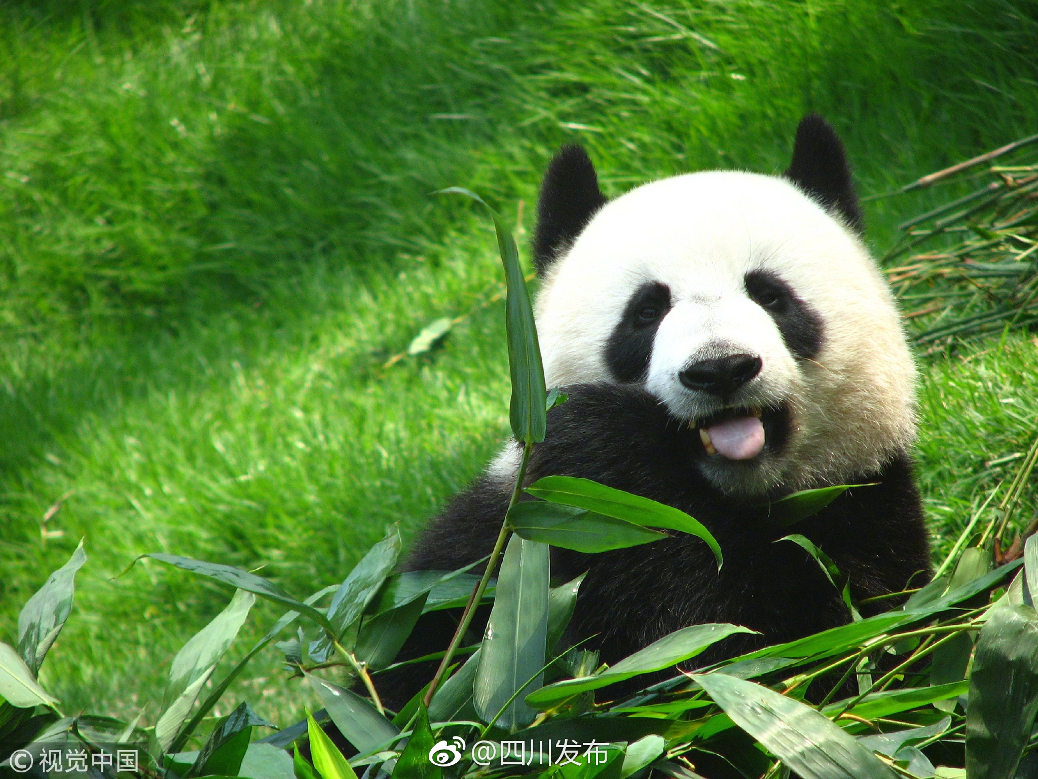四川:未来十年将新建一个大熊猫野化放归基地