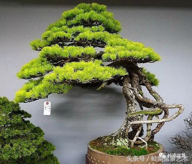 品读千年,松树盆景,始终是心中的至爱!