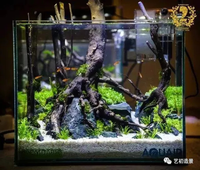 小缸大气派草缸造景图片欣赏