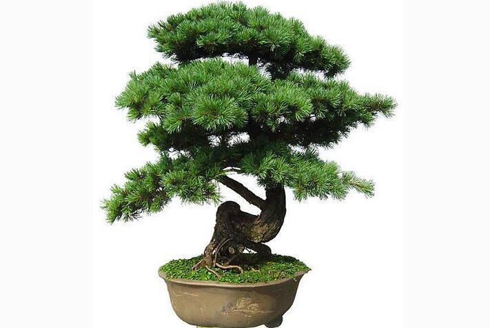 蓬莱松的盆栽小妙招详细介绍6个小问题学会了才能养的更好