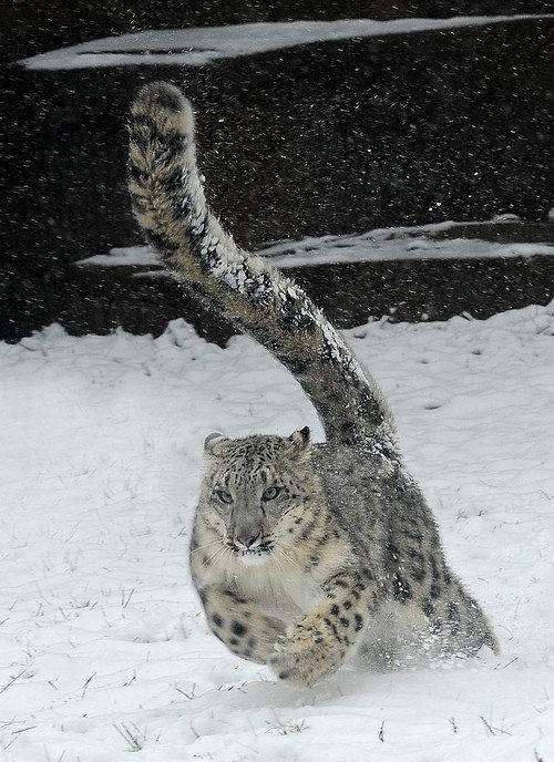 雪豹的尾巴原来这么壮观, 才知道有这么长