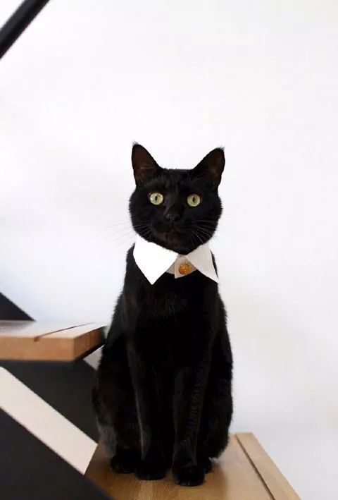 黑猫真的很百搭呢