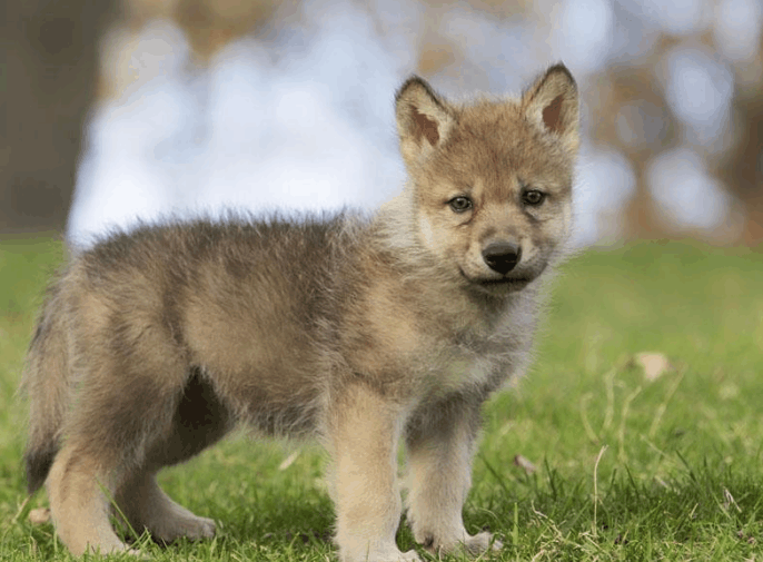 小时候无意间救了一只幼狼, 多年后它默默的向我报恩