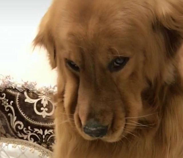 我们也喜欢你 金毛听了之后,就像是脱缰的野马,拦都拦不住 委屈金毛