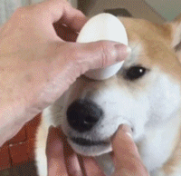 宠物gif图:你和闺蜜一起去吃东西的样子!