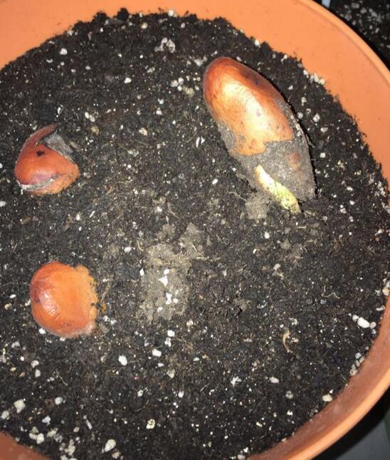 1,备好盆土后,在中间挖个小坑,然后将榴莲种子埋进去,记得芽点朝下