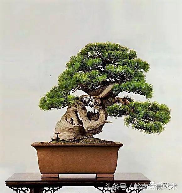 品读千年,松树盆景,始终是心中的至爱!