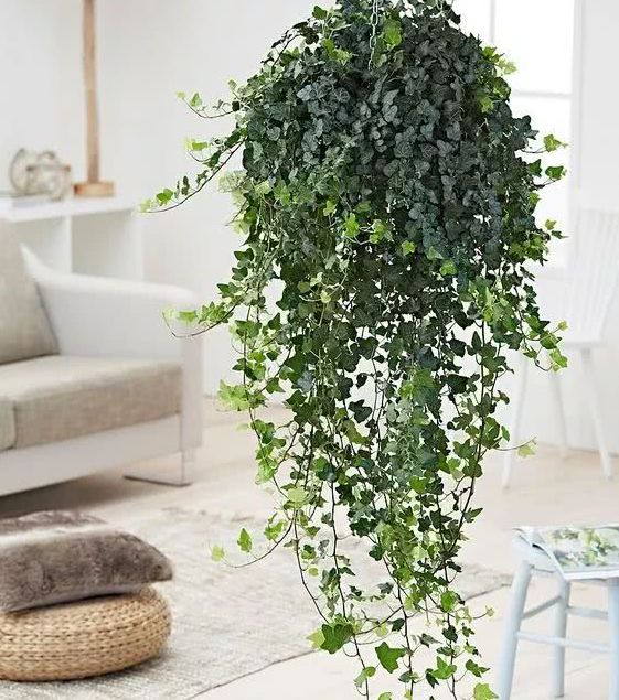 卧室放这5种花,清空气促睡眠,简单好养,老人孩子睡得香!