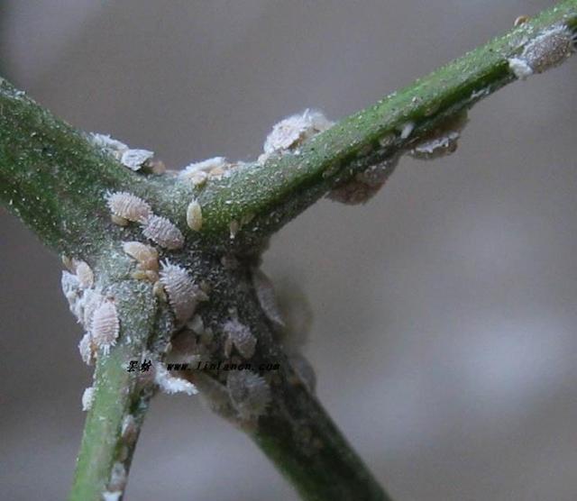 立秋过后,养花做好这5件事情,拿捏好尺度,蹭蹭花开爆盆了|病虫害|植株