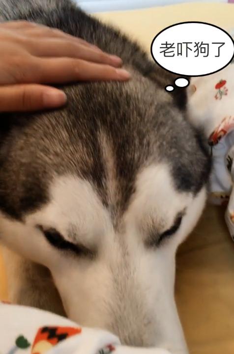 哈士奇睡觉醒来把嘴给气歪了,原来二哈也会做噩梦,笑尿了