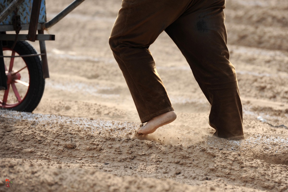 农民戴风镜漫天沙土中拉车施肥赤脚走一趟满嘴土施一亩挣6元