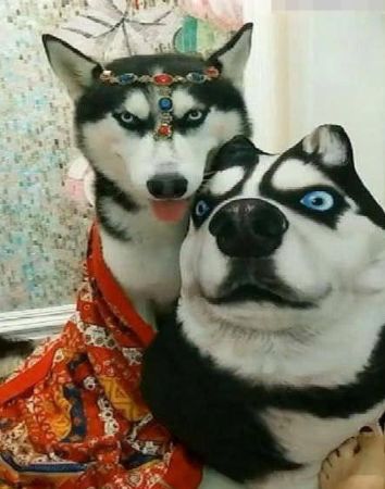 主人将二哈打扮成异域风情的美女,狗狗的表情让人笑喷!