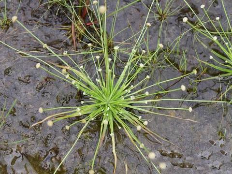 农村一种毛茸茸的草,是农民朋友治疗跌打损伤的良药