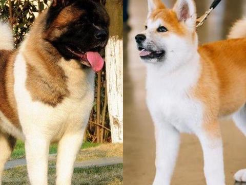 "毛孩子"寄养期间受伤,责任该由谁来承担?