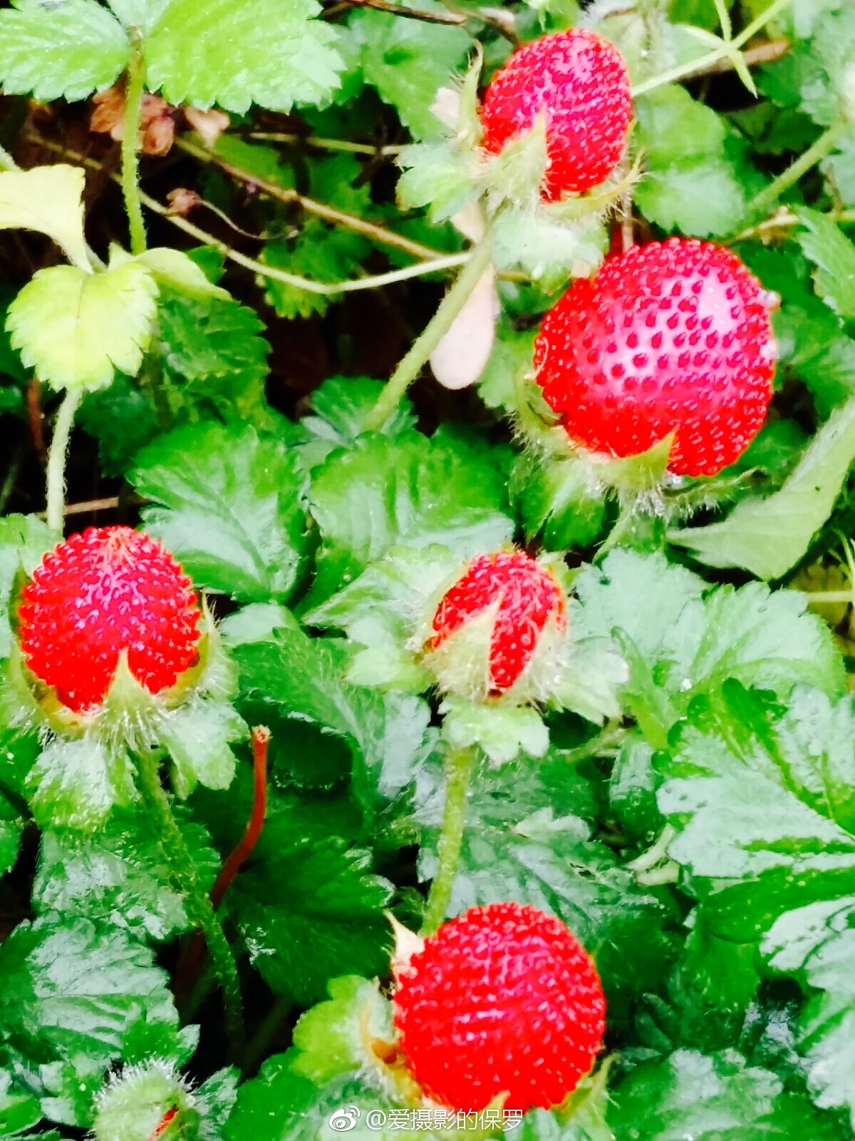 蛇莓,蔷薇科,多年生草本植物|蛇|蛇莓|蛇果_新浪新闻