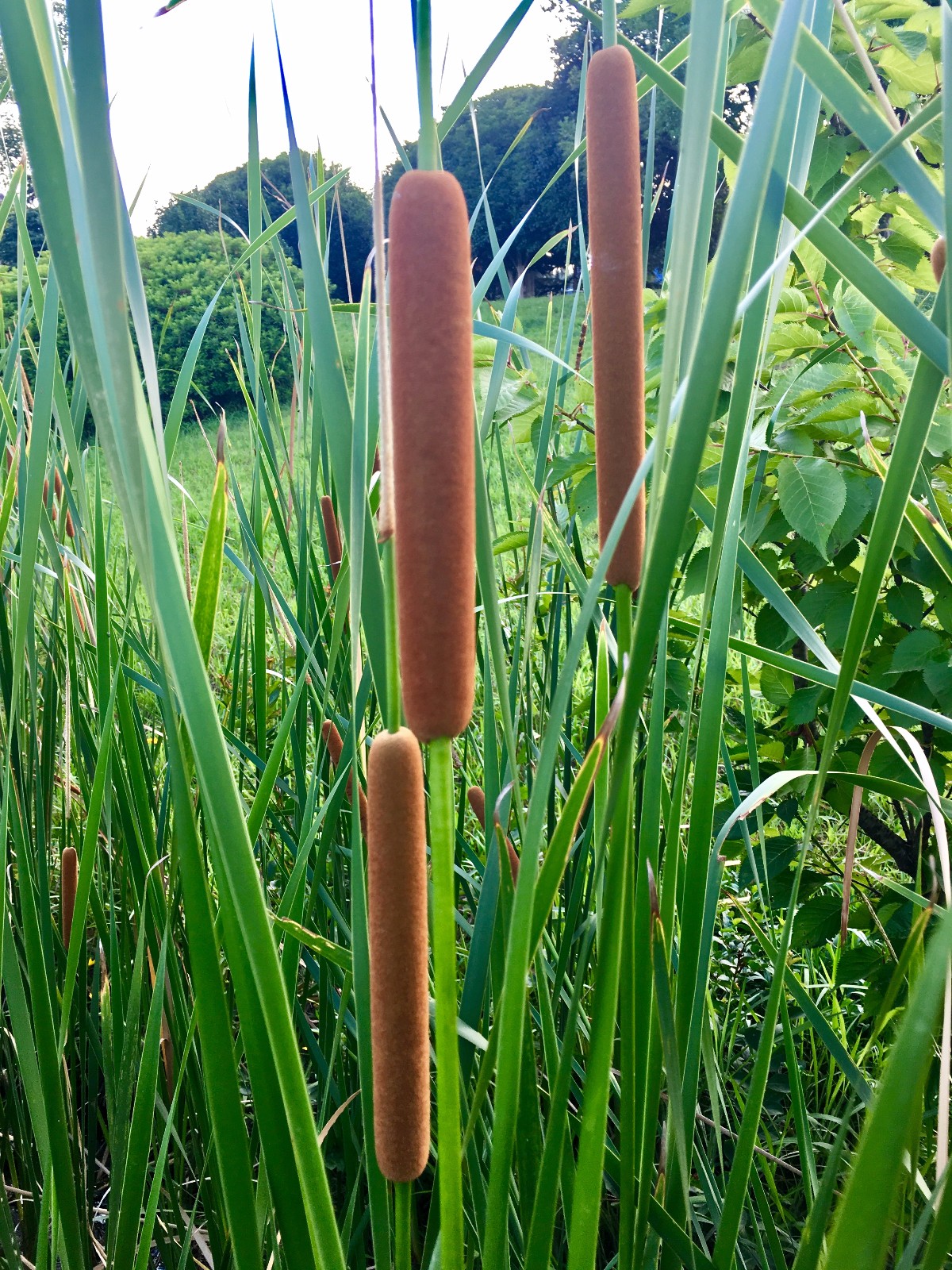 东方香蒲别名毛蜡烛贵州香蒲陕西