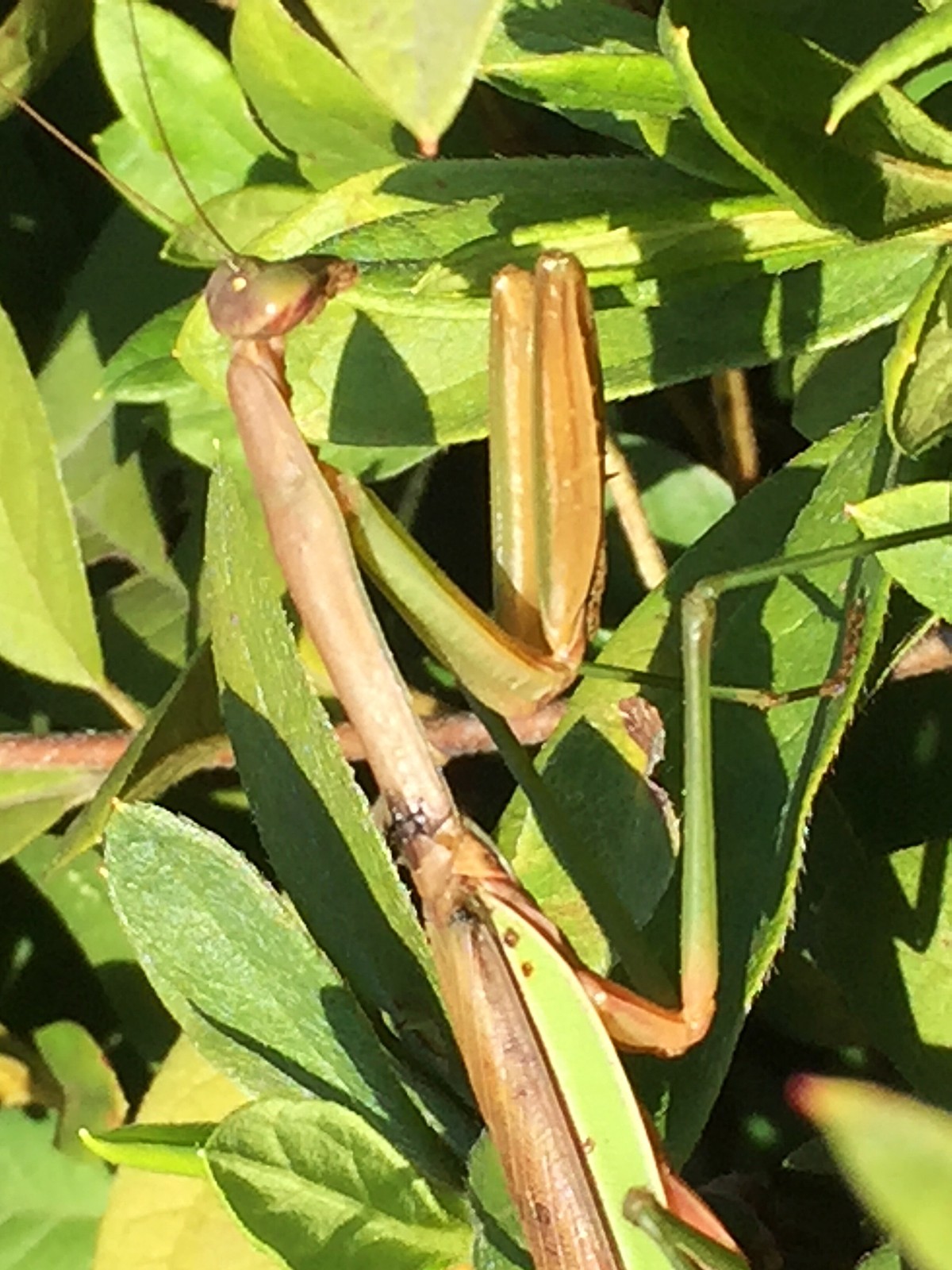 遇见一只大螳螂(原创)