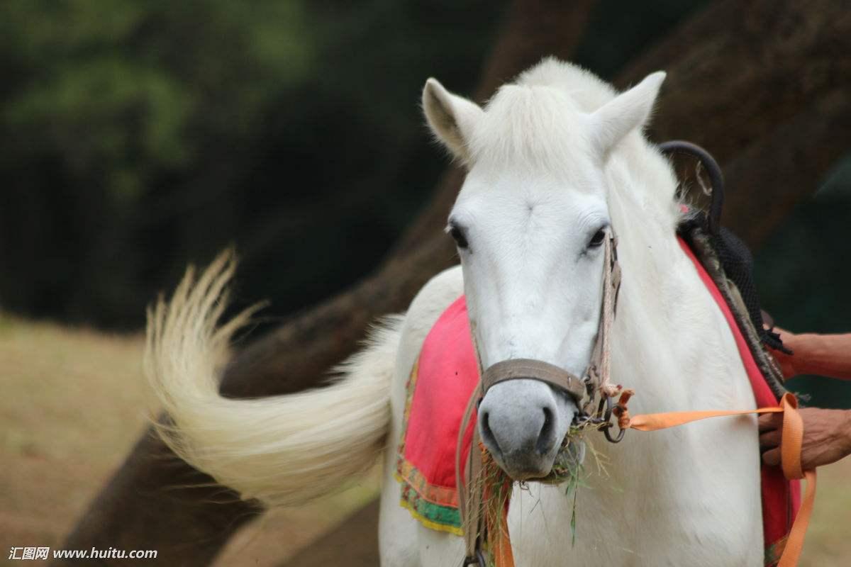 大家还记得西游记中的白龙马吗它拍完以后或者什么样的生活
