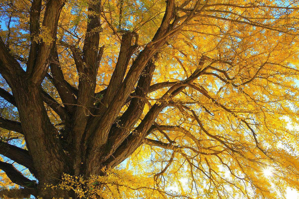 世界最牛十棵银杏树:六棵在中国,价值无法估量,1棵李世民栽种