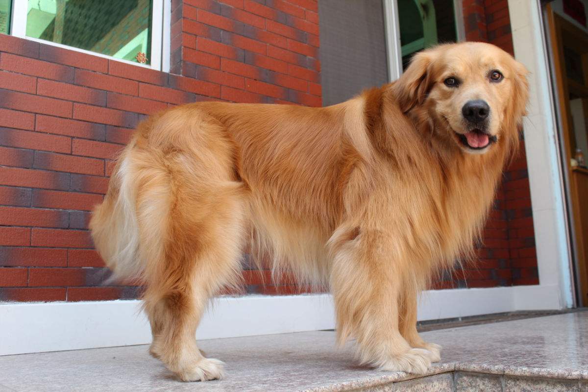 金毛狗狗吃什么蔬菜毛色好,金毛怎么养毛色更好?