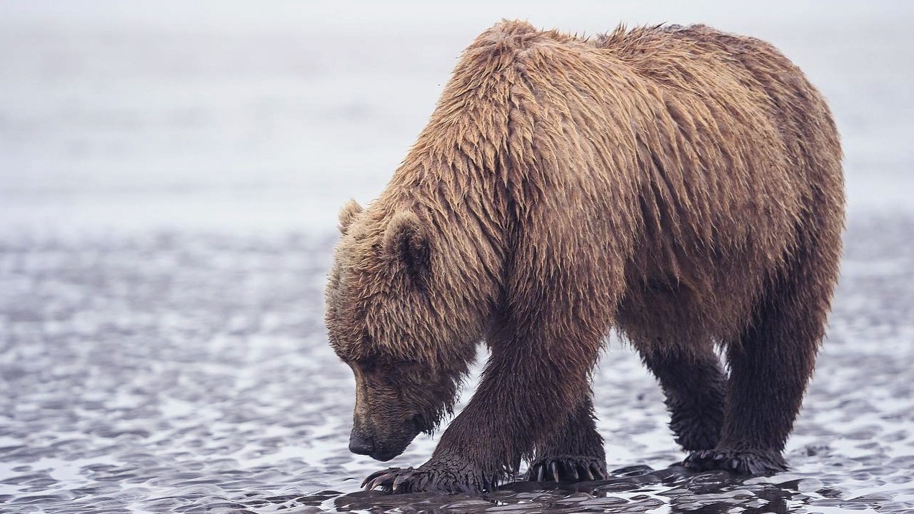 的体型是熊族中最大的,体重为300~800公斤左右,也是世界上食肉性最强