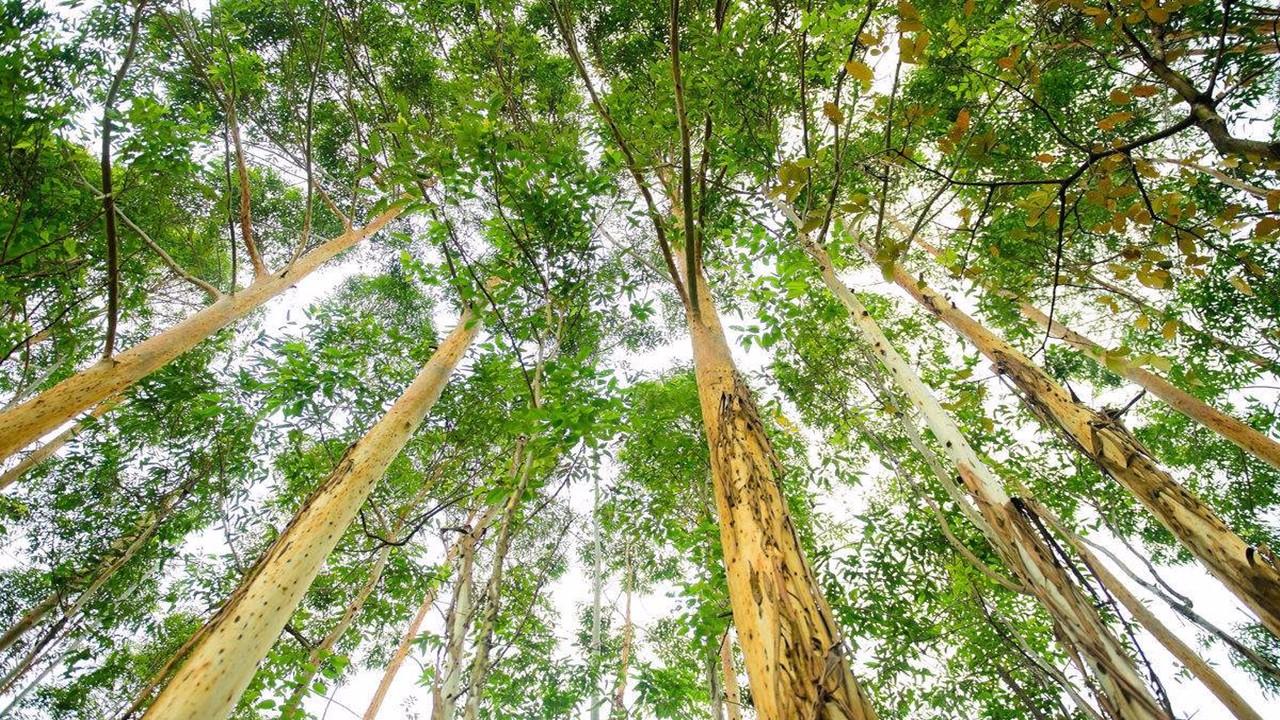 五六年就能长成10多米高,胸径40多厘米的大树