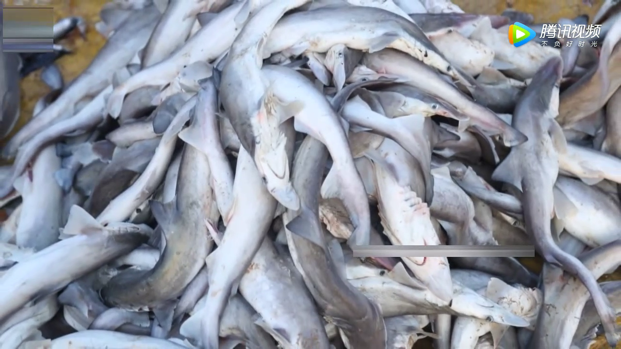 实拍印度大叔杀小鲨鱼,这速度一看就是练过的