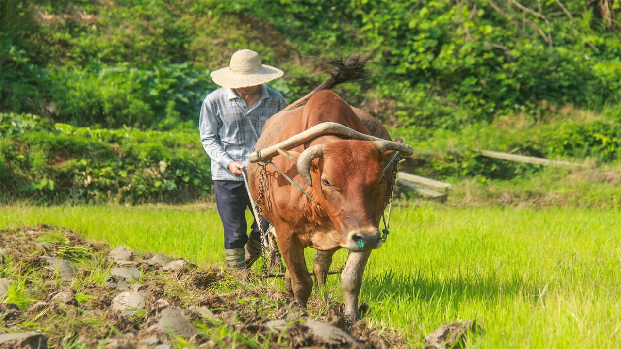 大叔自制的耕田机,光一台就pk掉传统3台,获国家发明专利